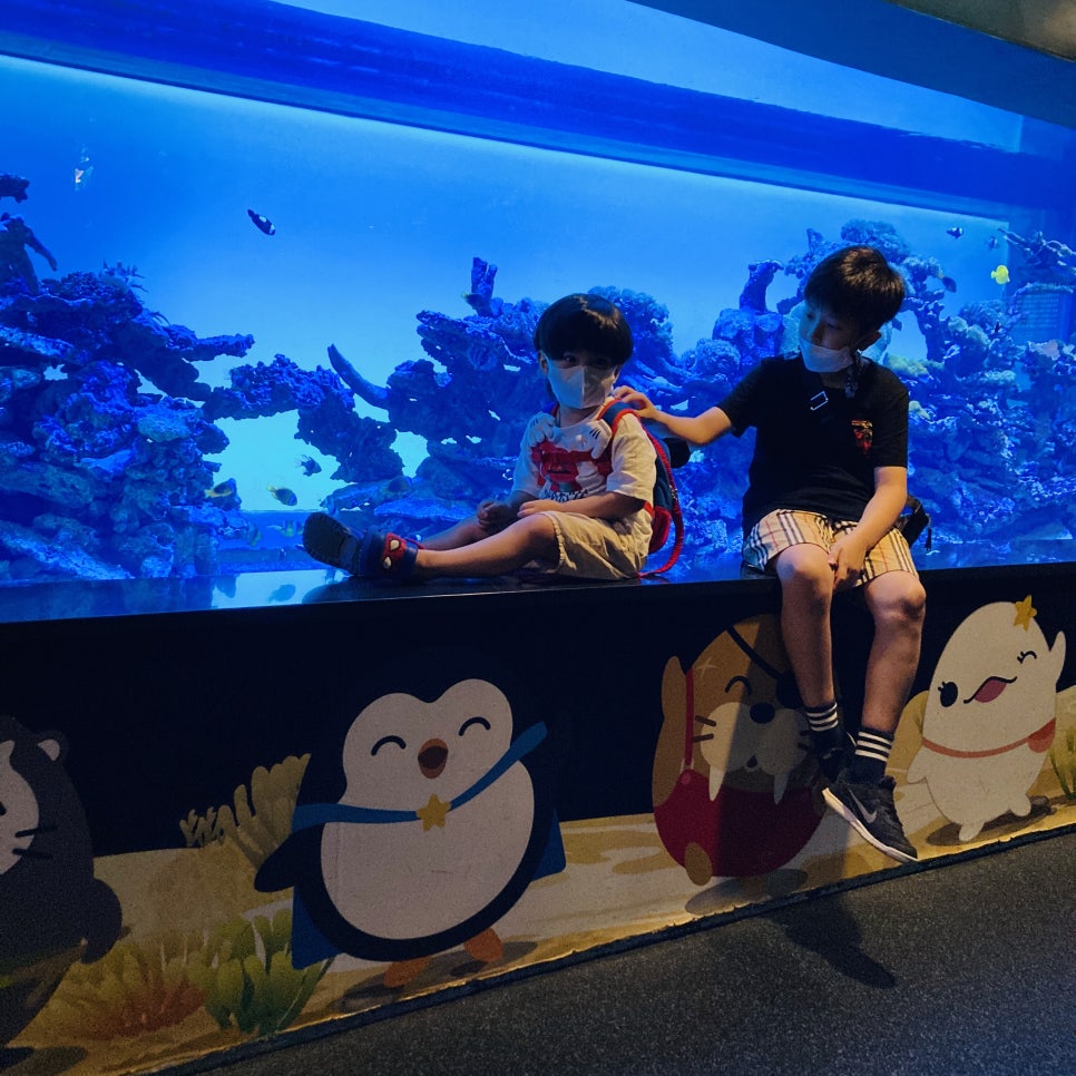 Places to Visit in Seoul with Kids: Hanwha 63 Aqua Planet Seoul Aquarium and Mermaid Show photo 19