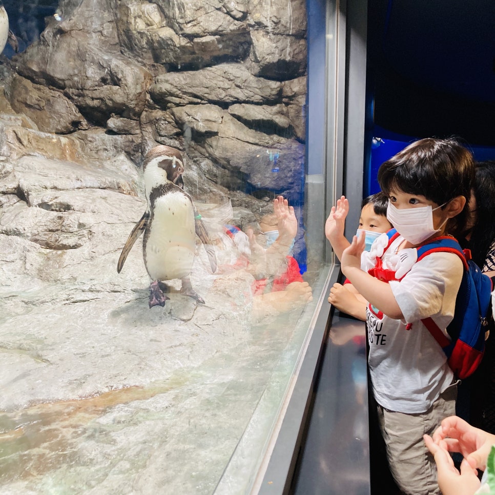 Places to Visit in Seoul with Kids: Hanwha 63 Aqua Planet Seoul Aquarium and Mermaid Show photo 20