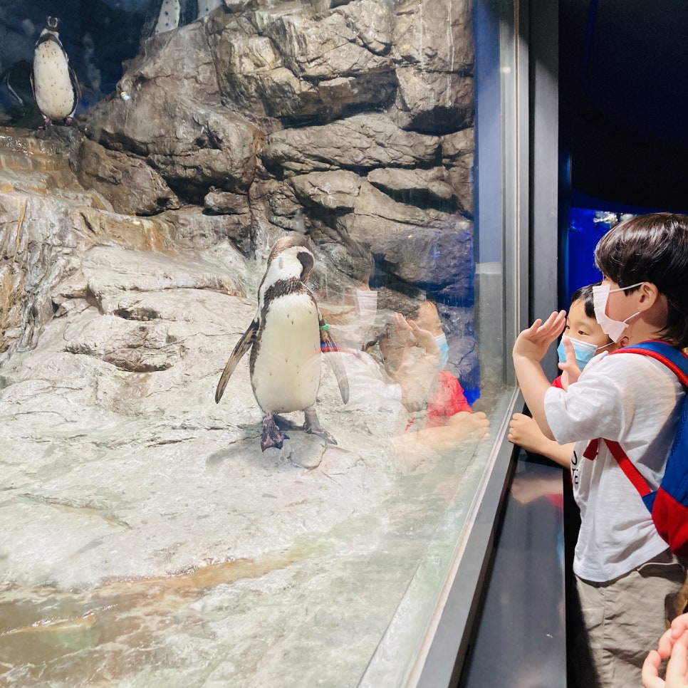 Places to Visit in Seoul with Kids: Hanwha 63 Aqua Planet Seoul Aquarium and Mermaid Show photo 21