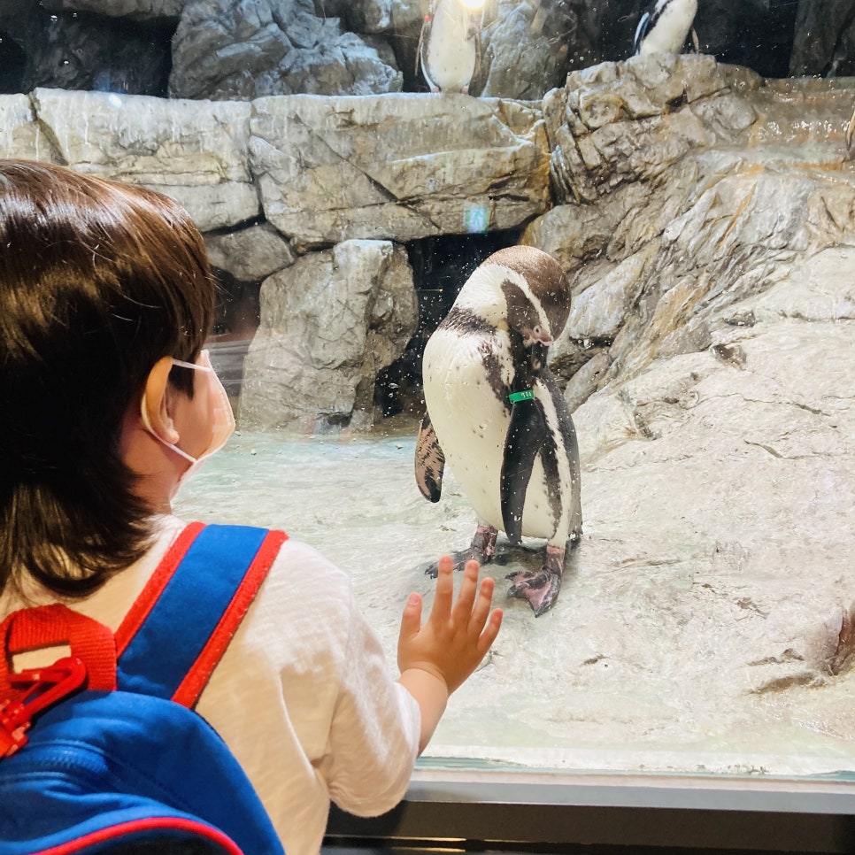 Places to Visit in Seoul with Kids: Hanwha 63 Aqua Planet Seoul Aquarium and Mermaid Show photo 22