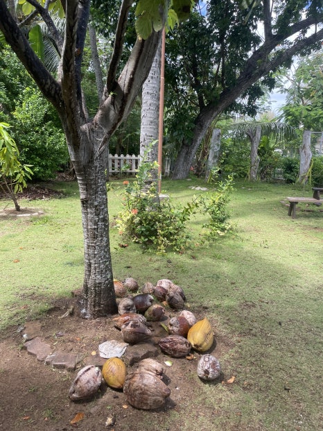 Traveling to Saipan with Kids: Coconut Candy Making Experience at Saipan World Resort photo 3