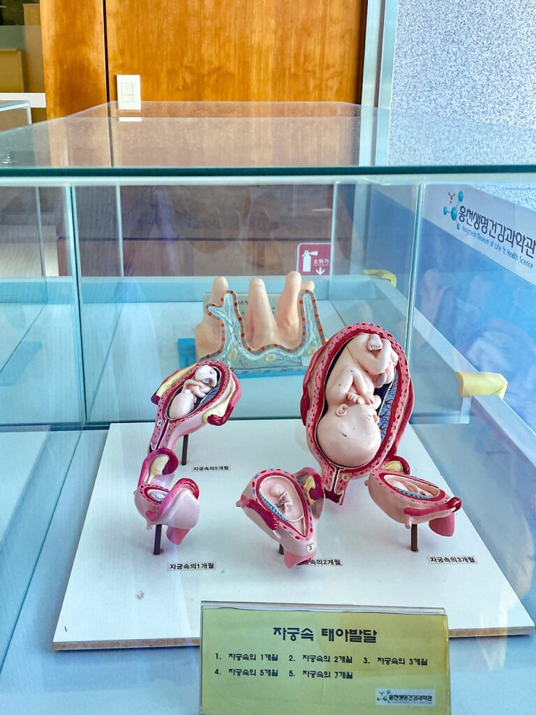 홍천 생명건강과학관 "엄마, 내 몸속에 이런 게 있어?" 흥미진진 전시 탐험