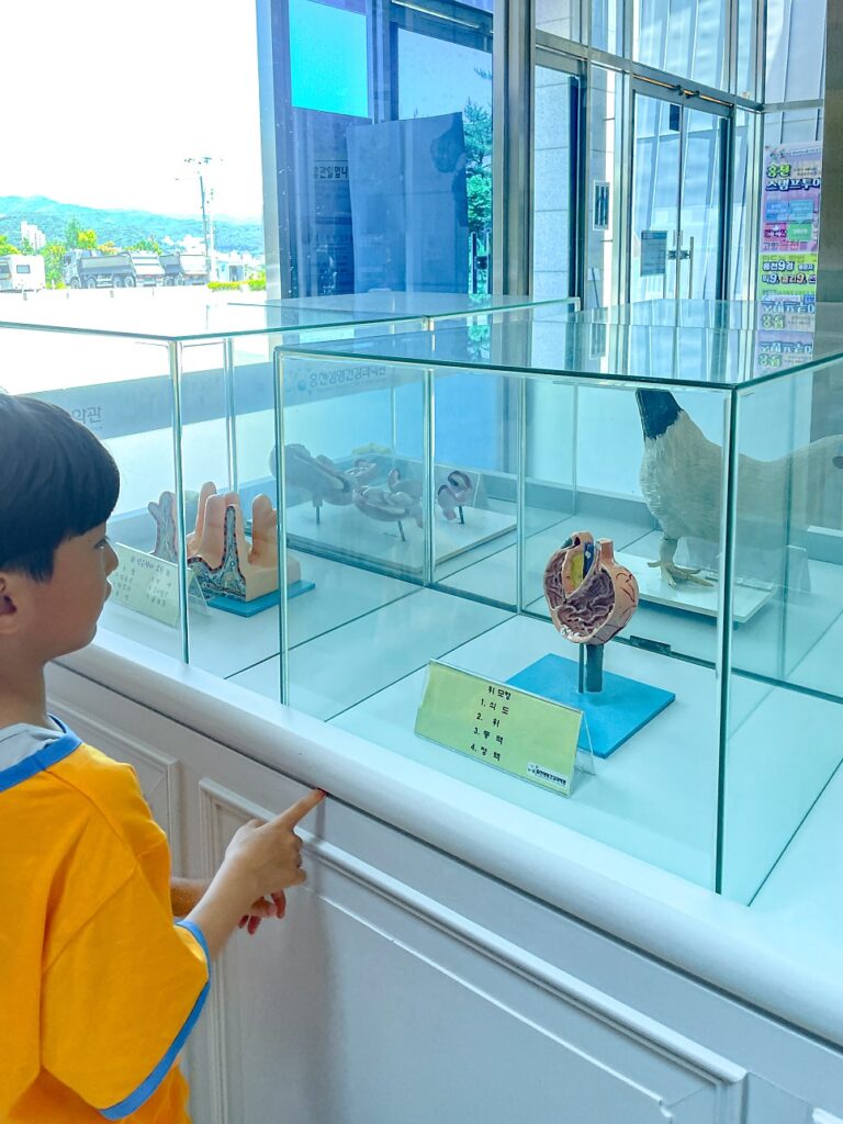 홍천 생명건강과학관 놓치면 후회할 4D 영상관과 기획 전시
