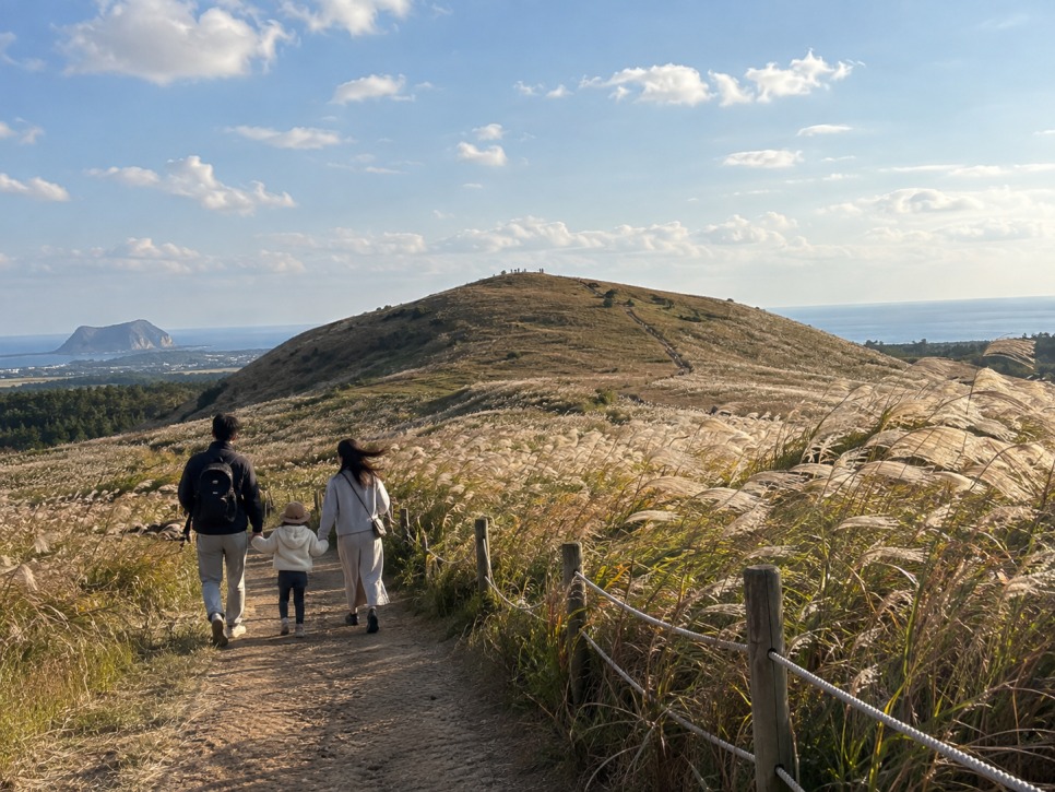 Silver grass covering Saebyeol Oreum