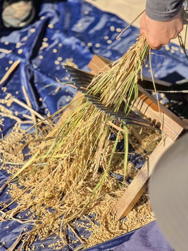 Threshing rice