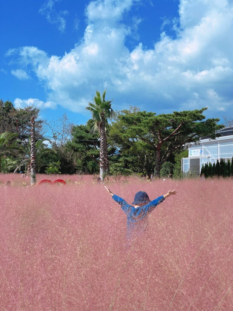 휴애리 핑크뮬리 왜 하필 휴애리 핑크뮬리일까요?