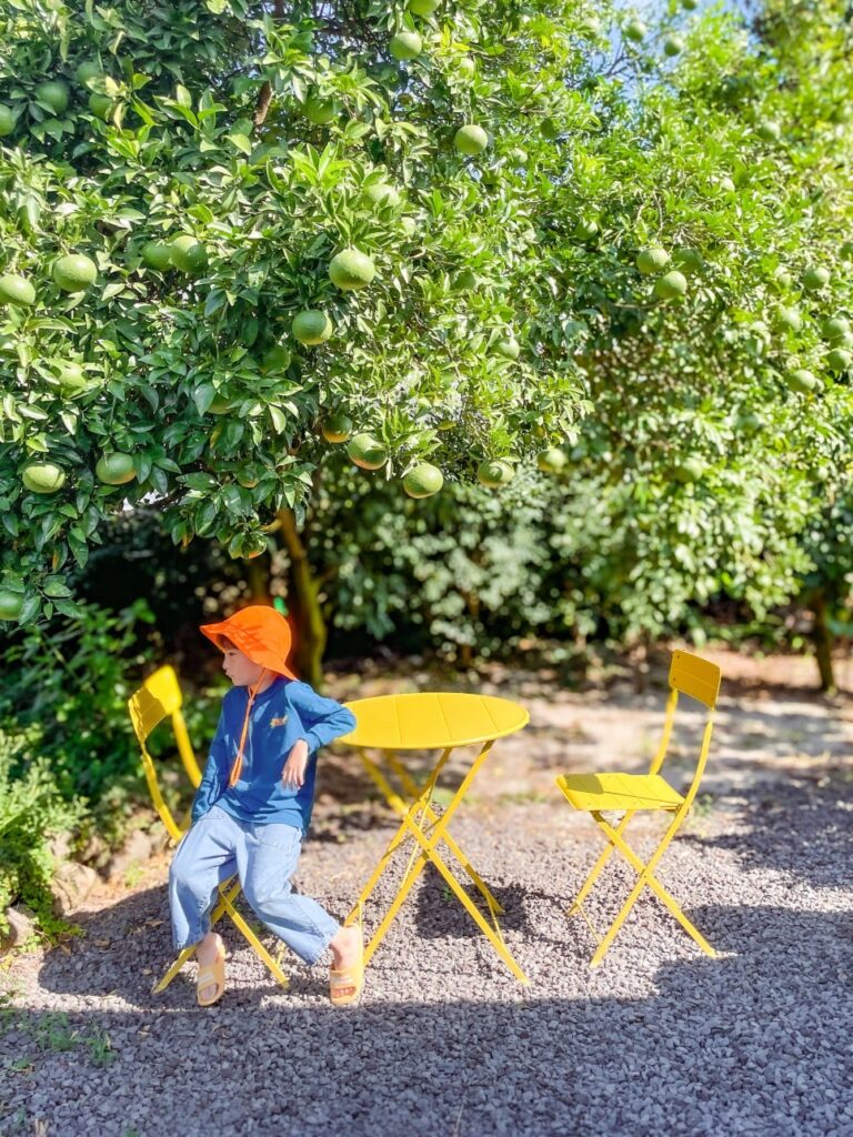 Tangerines over the stone wall
