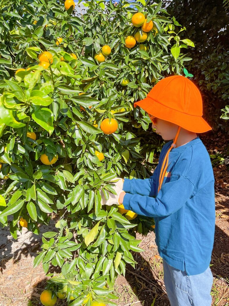 Tangerine orchard