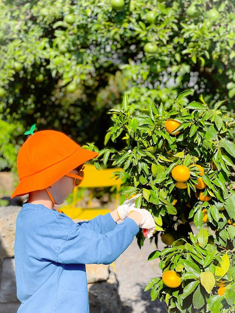 Child picking tangerines