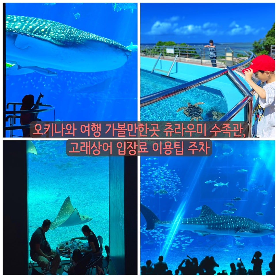 추라우미 수족관 대표 이미지