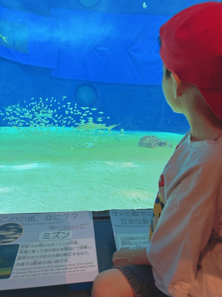추라우미 수족관 2-3. 오키짱 극장과 무료 해양관 – 입장권 없어도 즐기는 오키나와