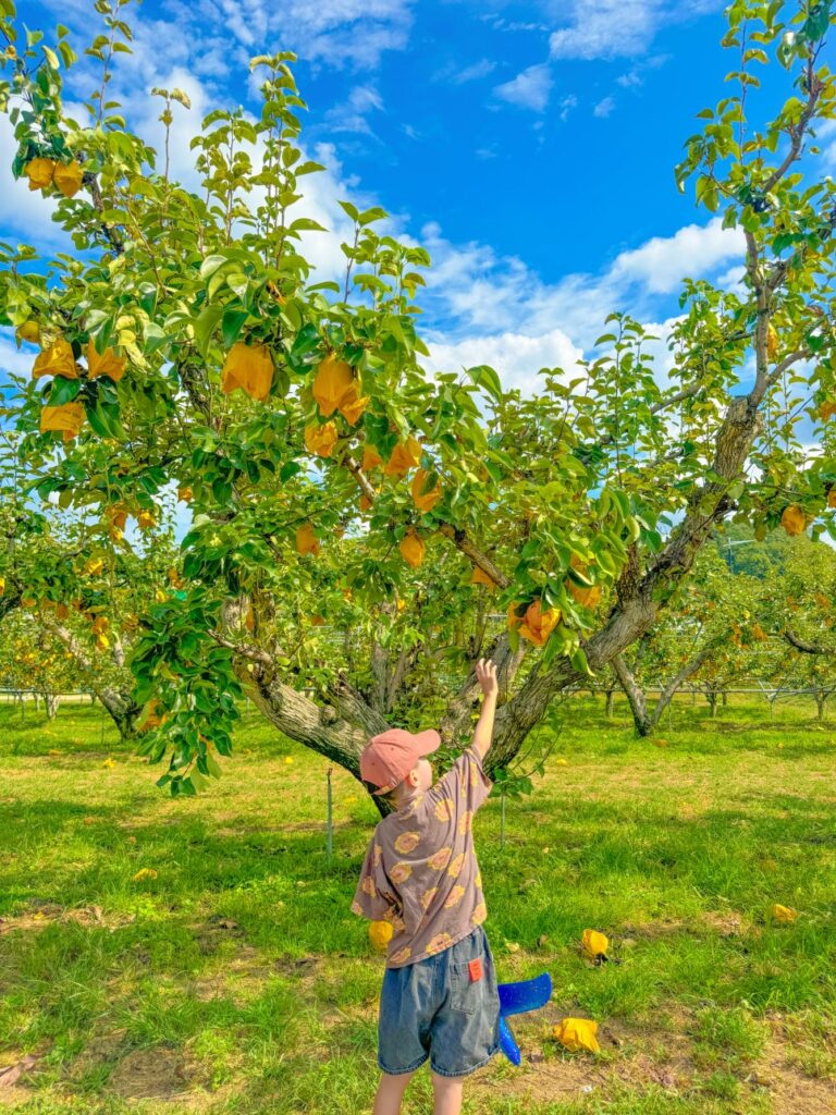 Fruit orchard
