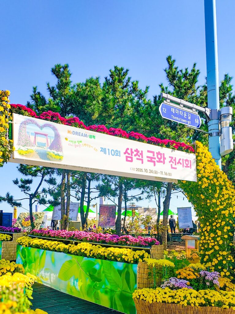 삼척 국화전시회