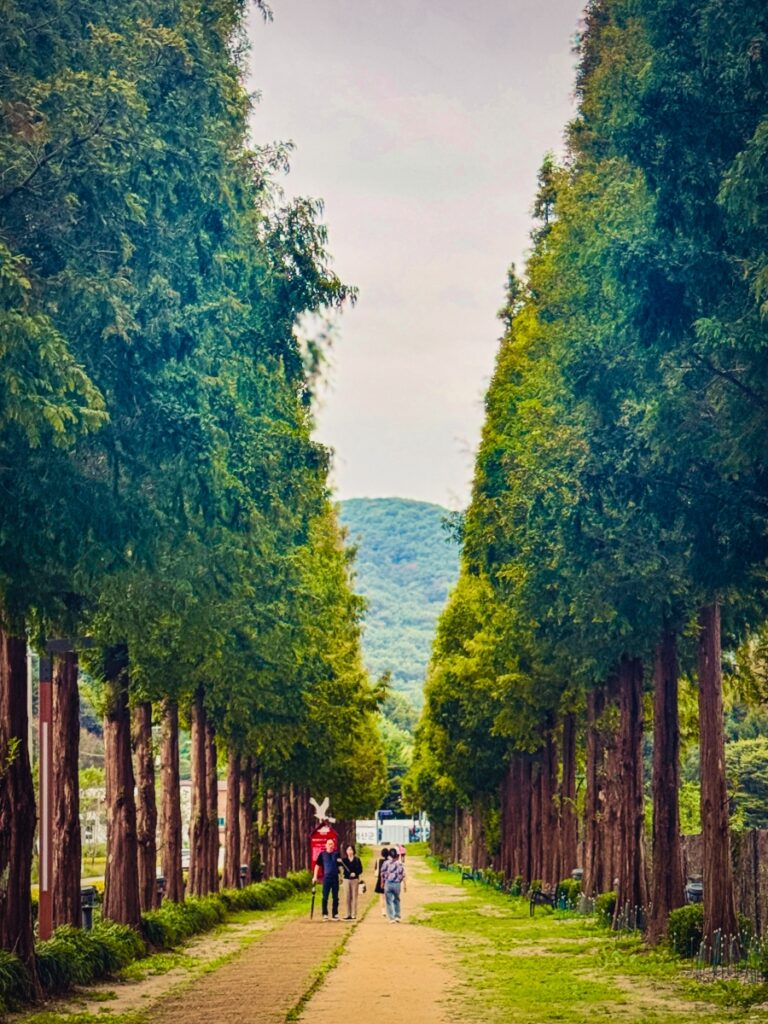 Metasequoia road