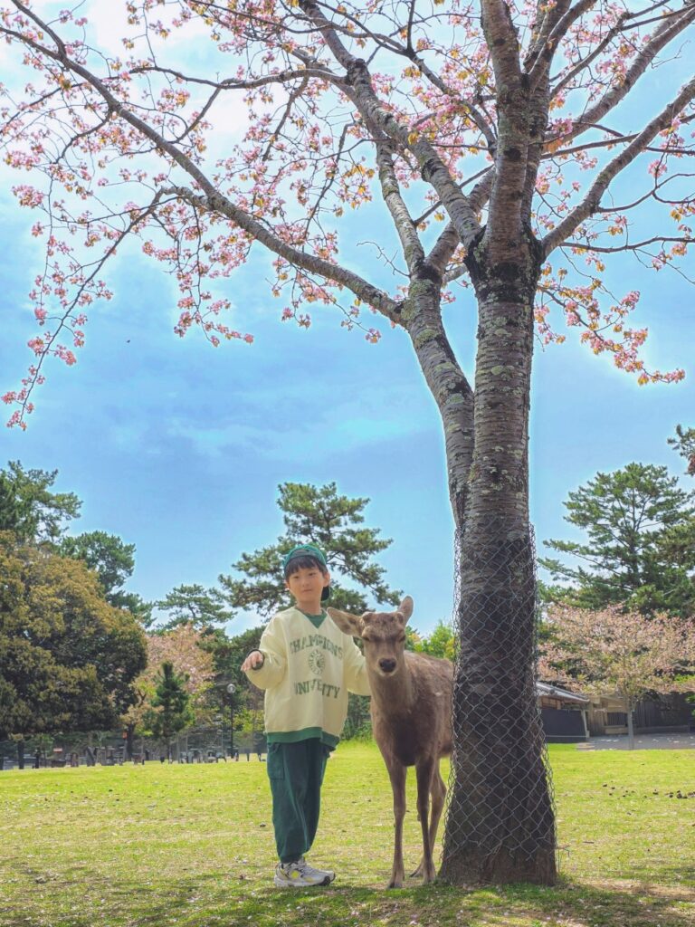 나라 사슴공원 대표 이미지
