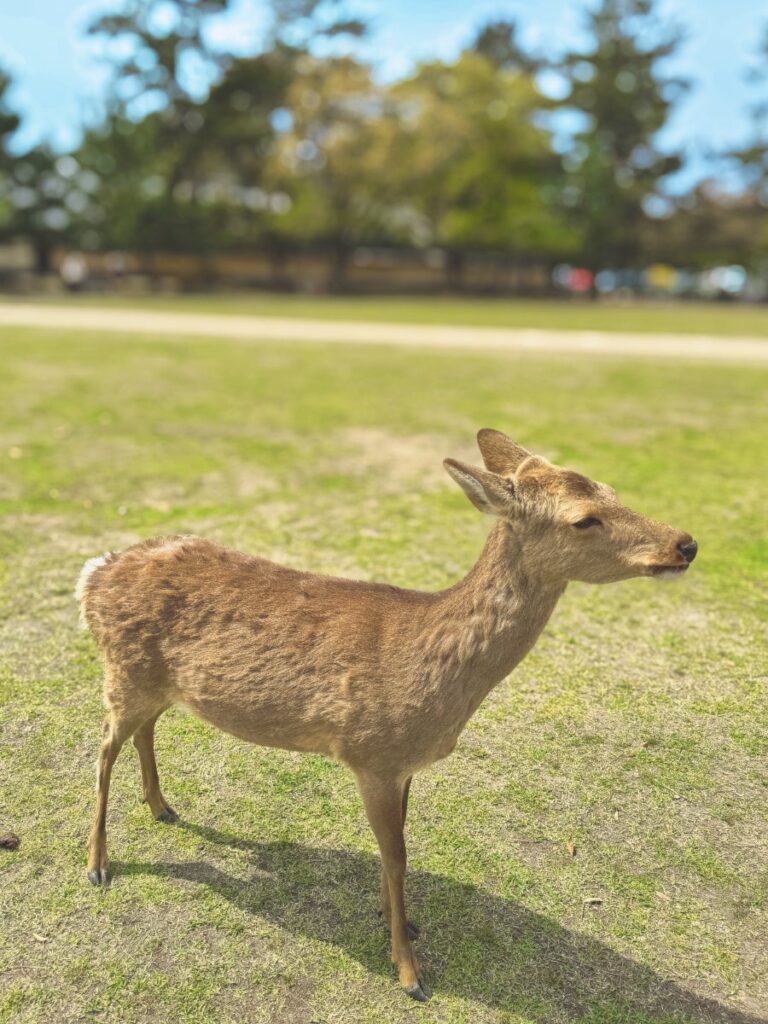 나라 사슴공원 나라 사슴공원 입장료는?