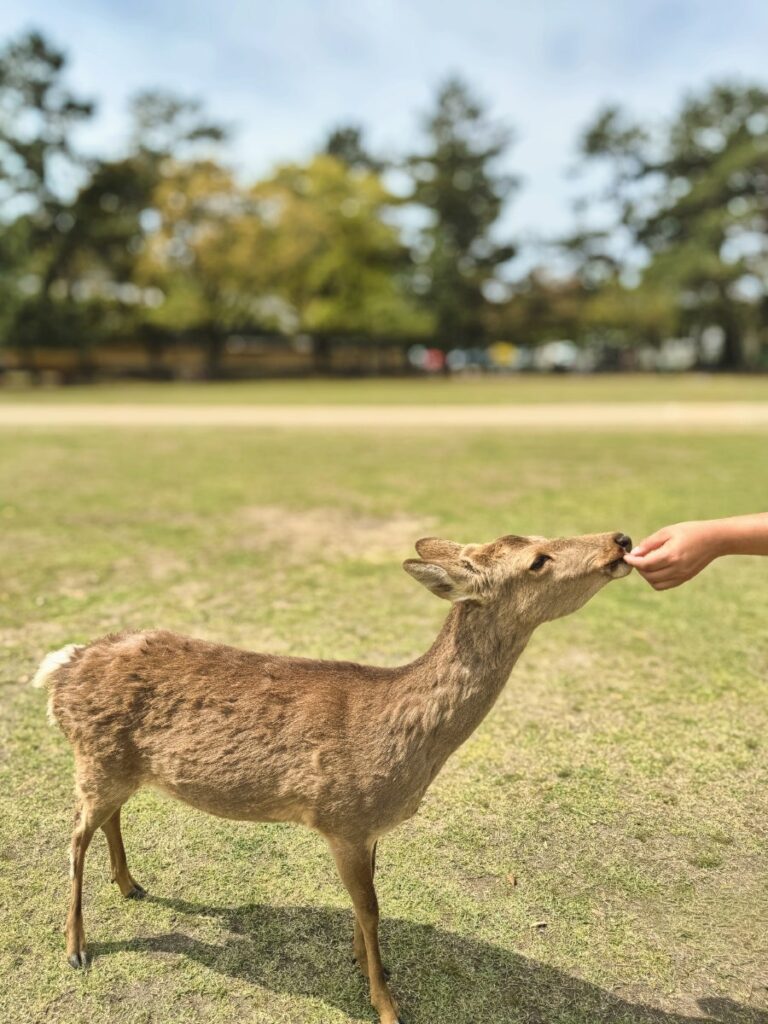 나라 사슴공원 나라 사슴공원 입장료는?