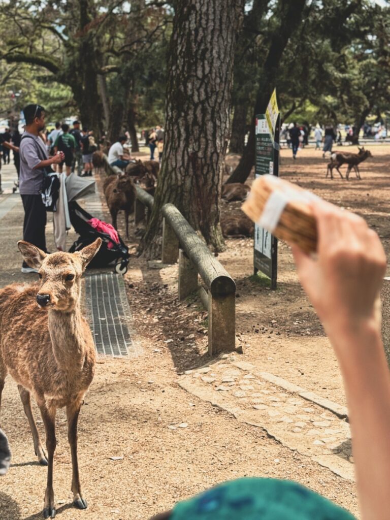 나라 사슴공원 사슴과자 먹이주기 꿀팁 3단계