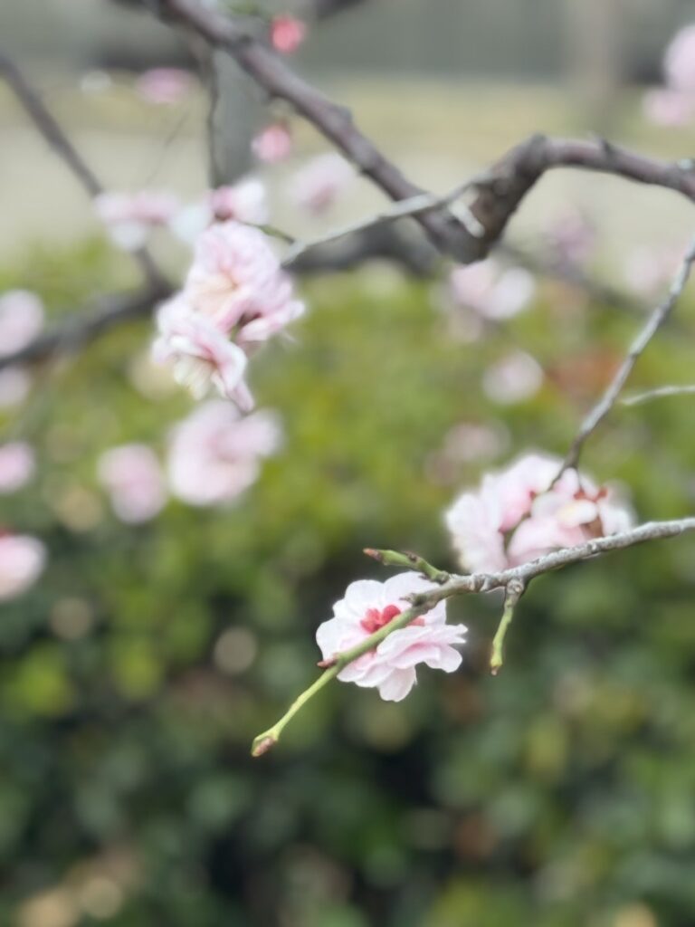 게이한 패스 게이한 패스로 즐긴 오사카-교토 여행 코스
