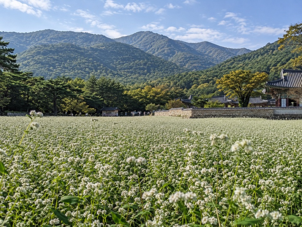 통도사 메밀밭 대표 이미지