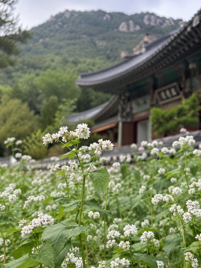 통도사 메밀밭 아이와 가면 무엇을 하면 좋을까