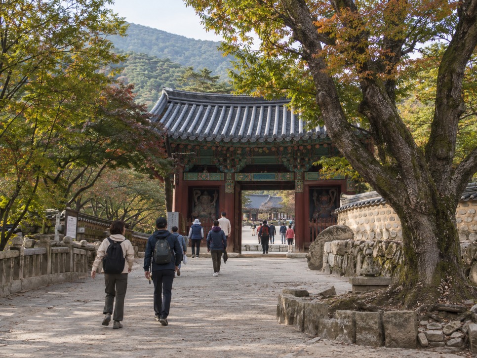 통도사 메밀밭 메밀밭과 함께 꼭 걸어볼 무풍한송길