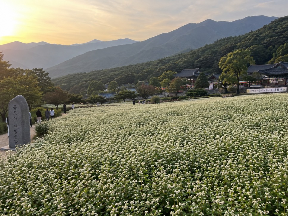 통도사 메밀밭 통도사 메밀밭 여행, 이렇게 보면 좋다