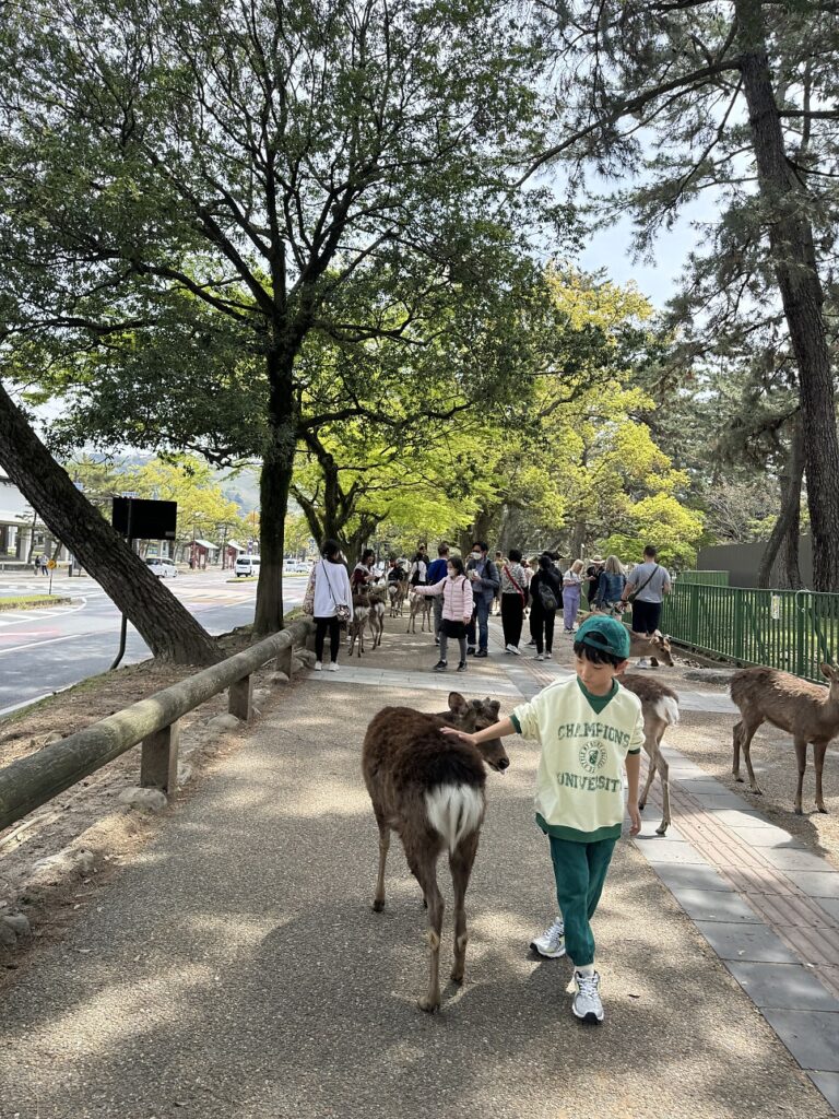 긴테츠 레일패스 나라 사슴공원