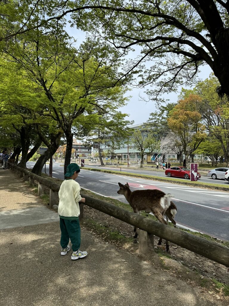긴테츠 레일패스 나라 사슴공원