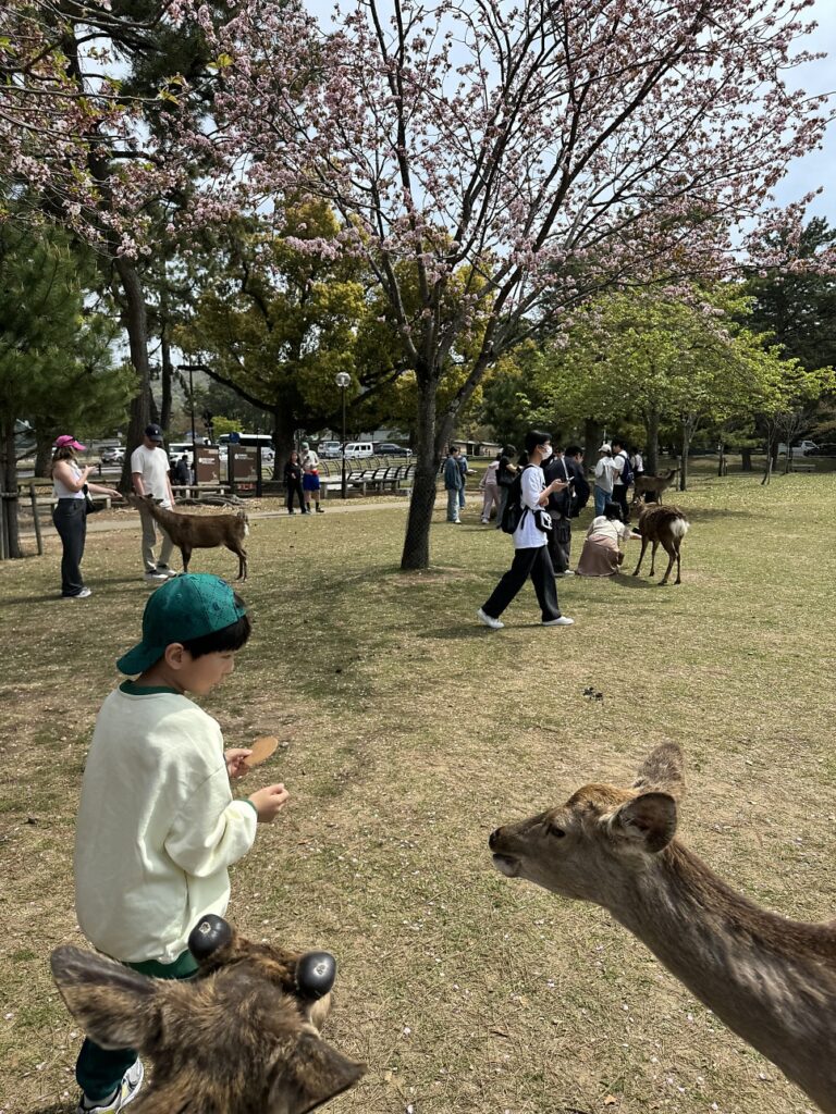 긴테츠 레일패스 나라 사슴공원