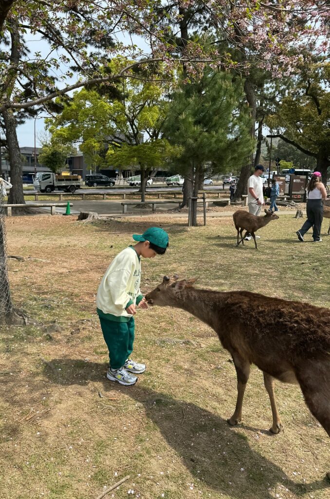 긴테츠 레일패스 나라 사슴공원