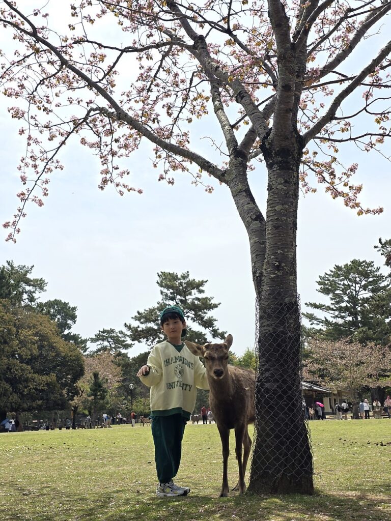 긴테츠 레일패스 나라 사슴공원