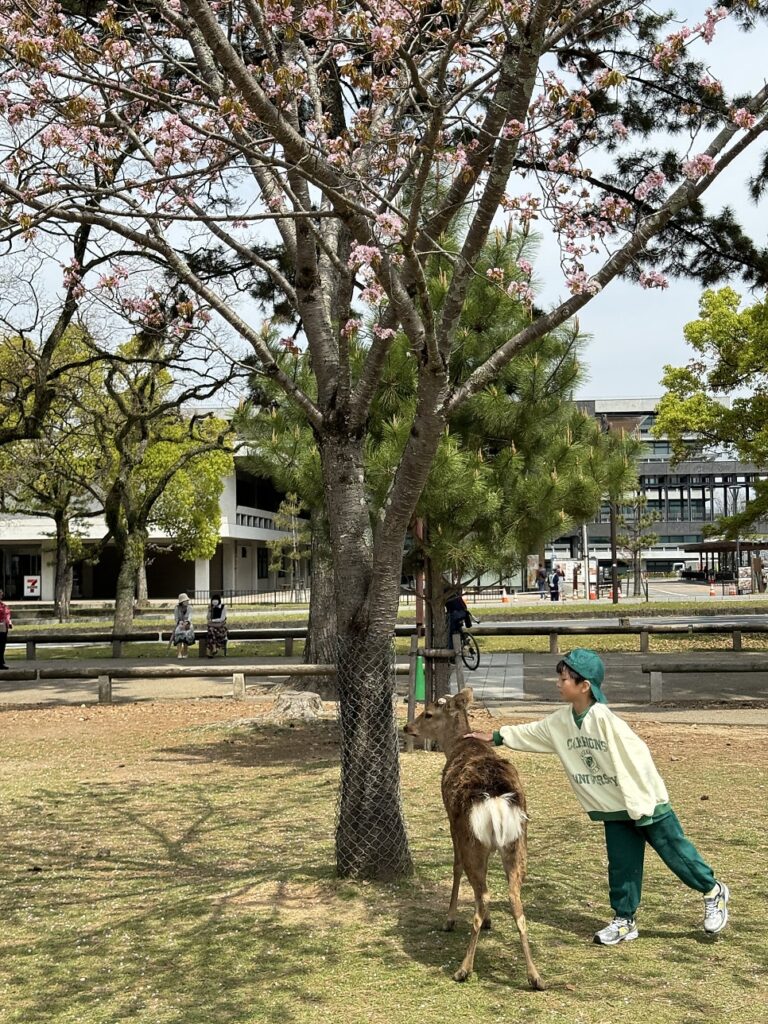 긴테츠 레일패스 나라 사슴공원