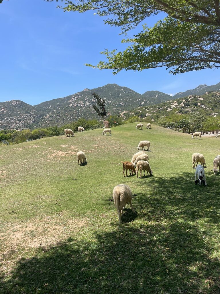 Sheep farm