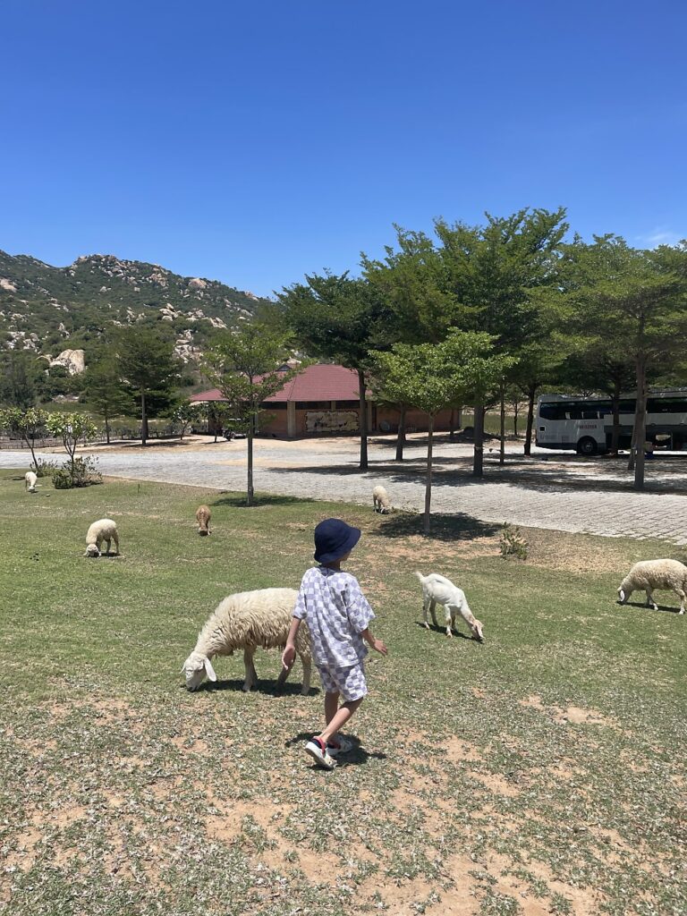 Sheep farm, photo 2