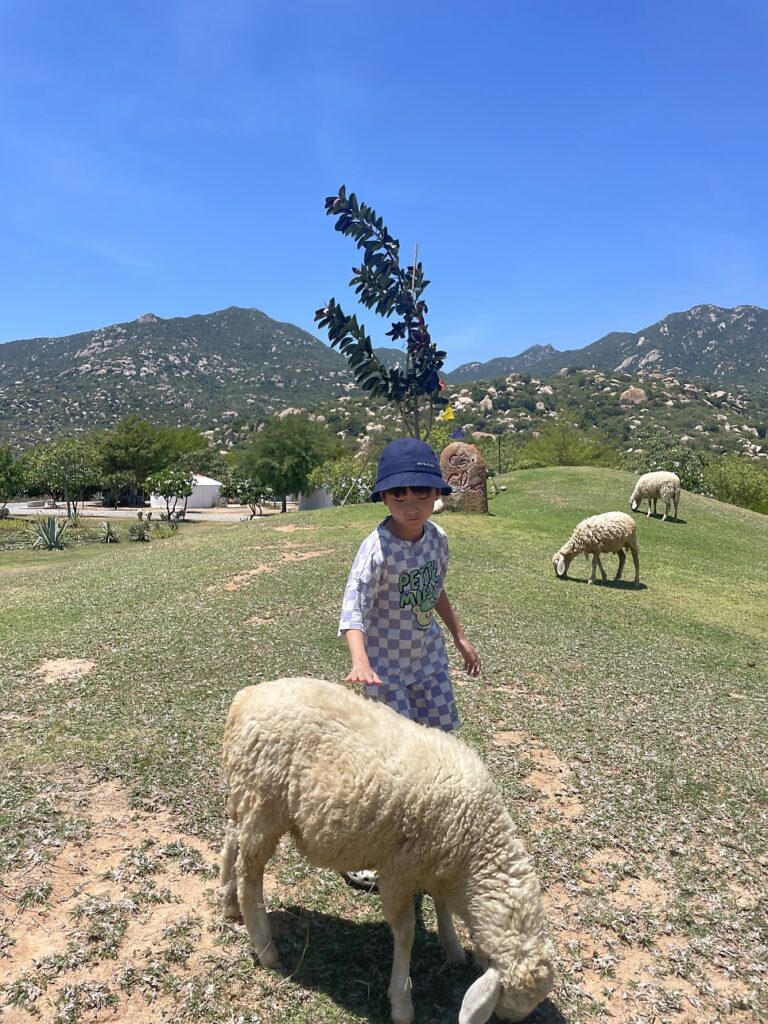 Feeding the sheep