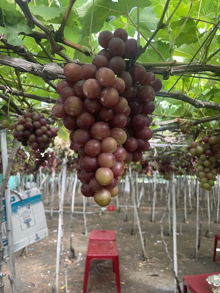 Grape farm