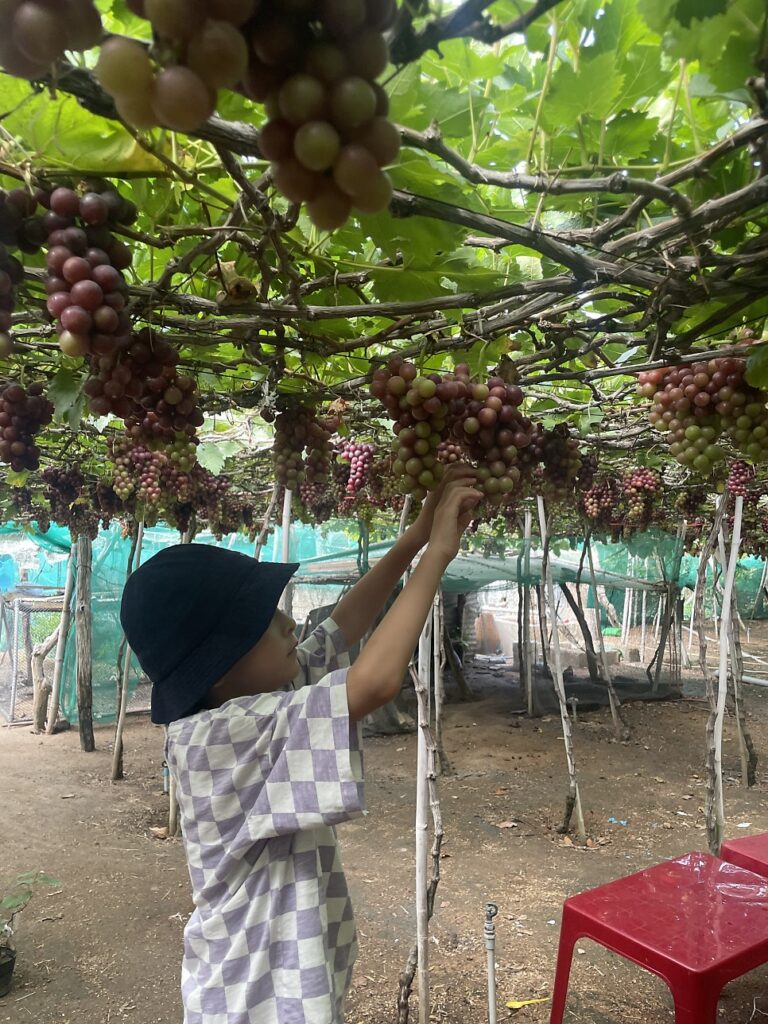Grape farm, photo 2