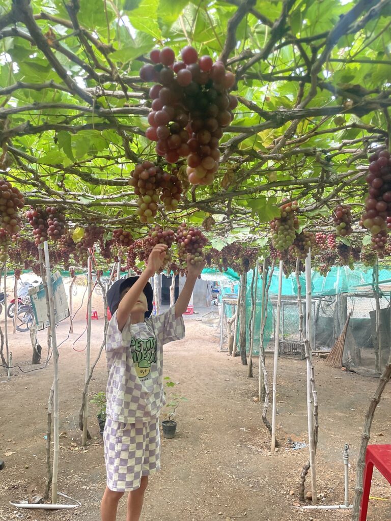 Grape farm, photo 3