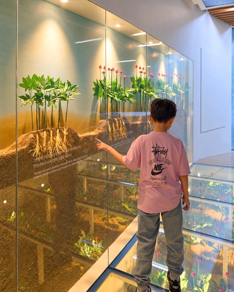 풍기인삼축제 🌱 인삼을 제대로 알고 싶다면 인삼박물관