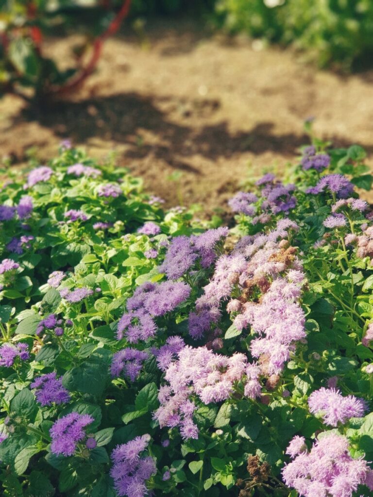 Yans among the flowers, photo 2