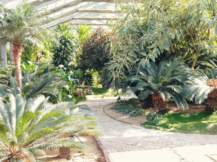Big trees in the greenhouse