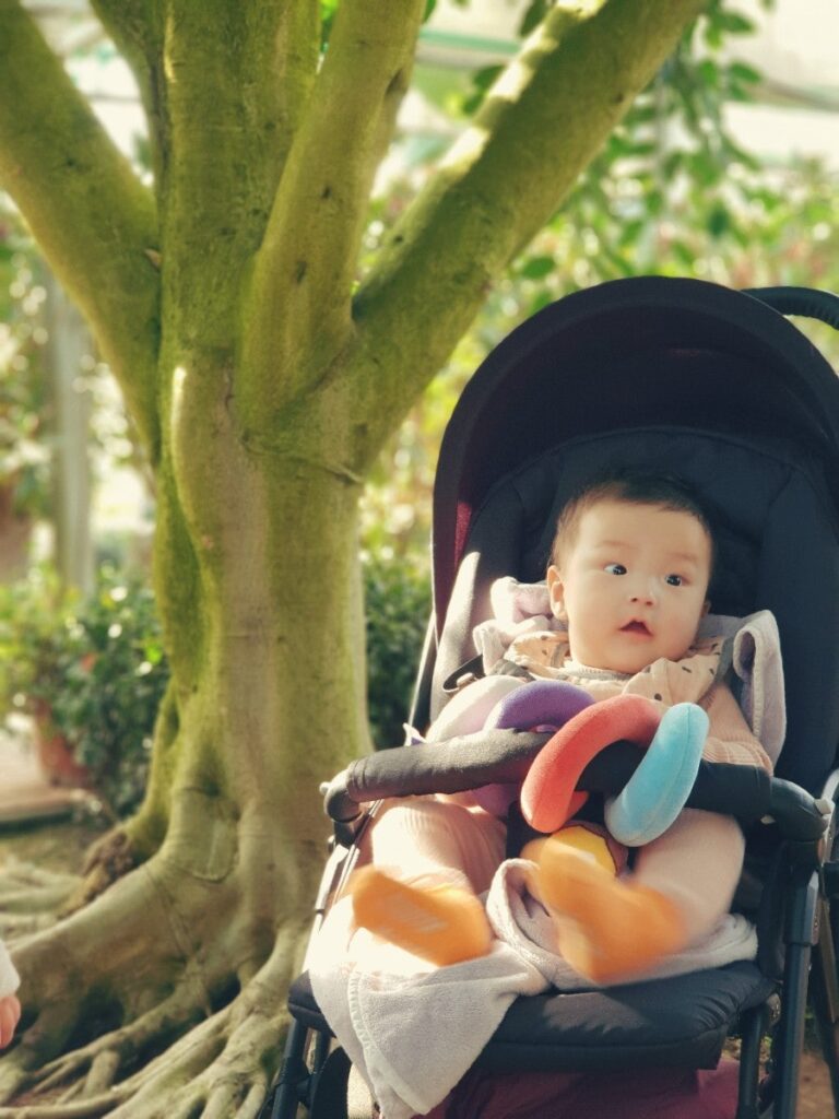 Greenhouse trees, photo 2
