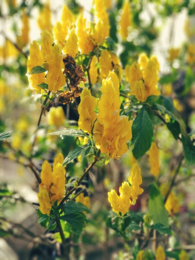 Flowers after naptime