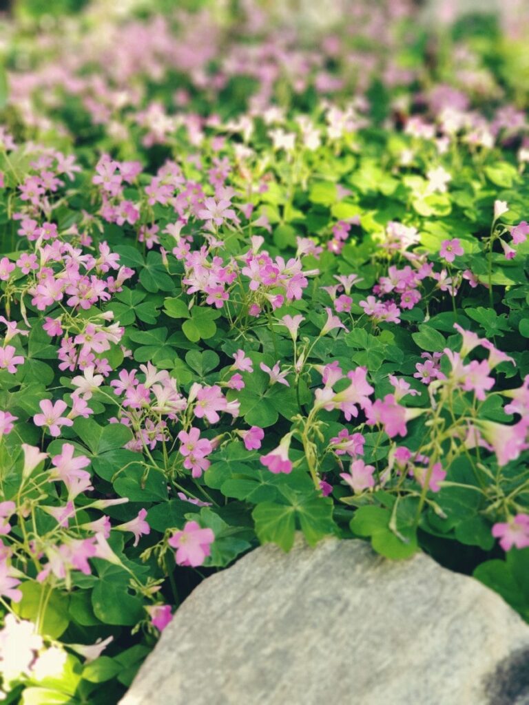 Flowers after naptime, photo 2