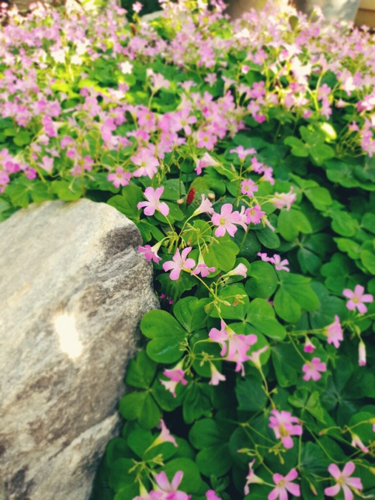 Flowers after naptime, photo 3