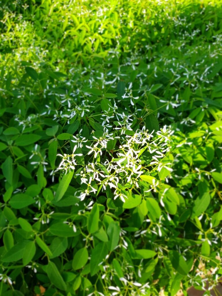 Flowers after naptime, photo 4