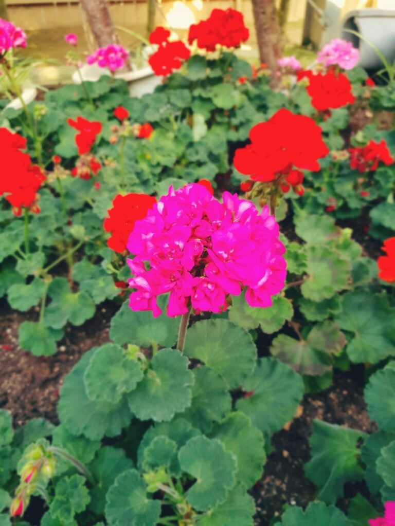 Flowers in bloom