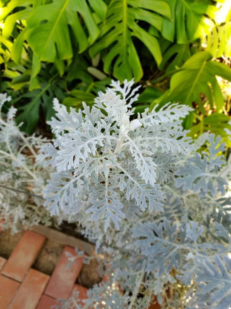 Flowers in bloom, photo 2
