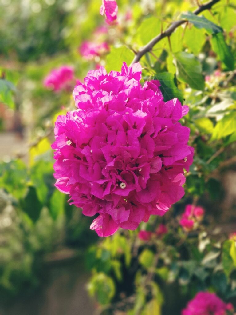 Flower beds